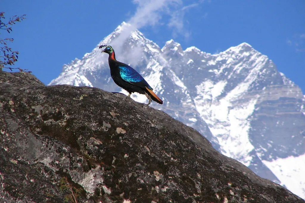 Himalayan Monal in Nepal, Danphe-