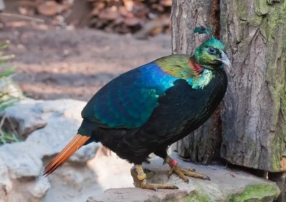 Himalayan Monal in Nepal, Danphe