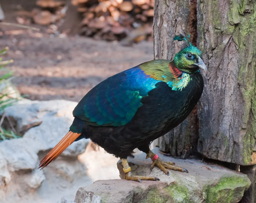 Himalayan Monal in Nepal, Danphe